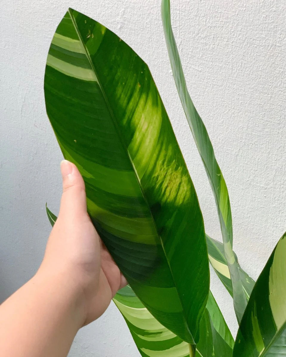 Lady Di Heliconia (Variegated) - Image 7