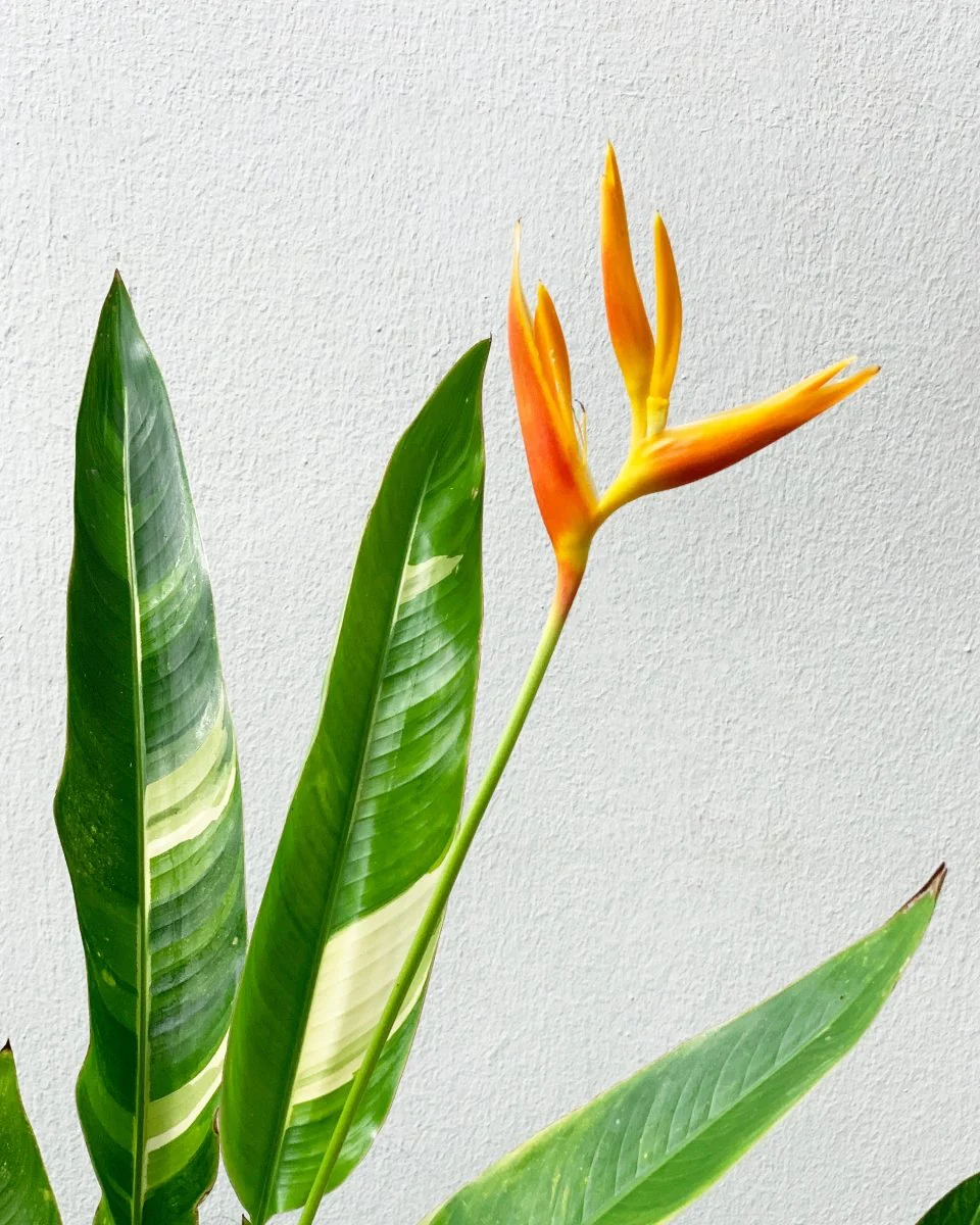 Lady Di Heliconia (Variegated) - Image 8