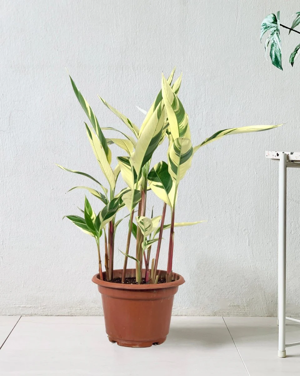 Lady Di Heliconia (Variegated) - Image 9