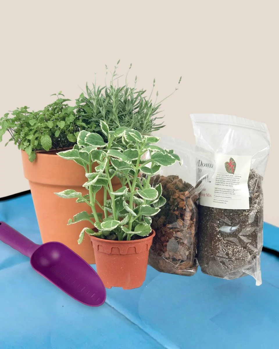 Herb Garden Starter Kit - Image 2