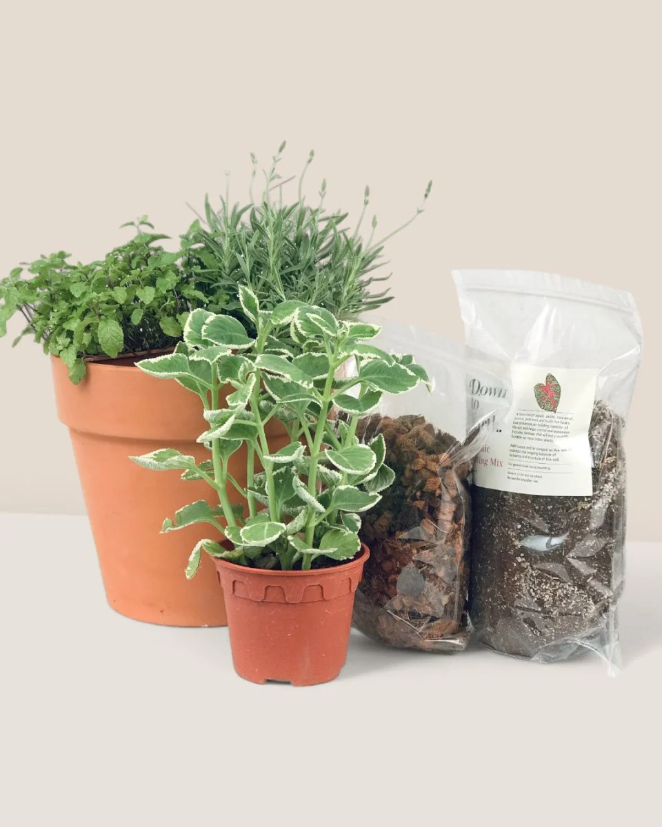 Herb Garden Starter Kit - Image 3