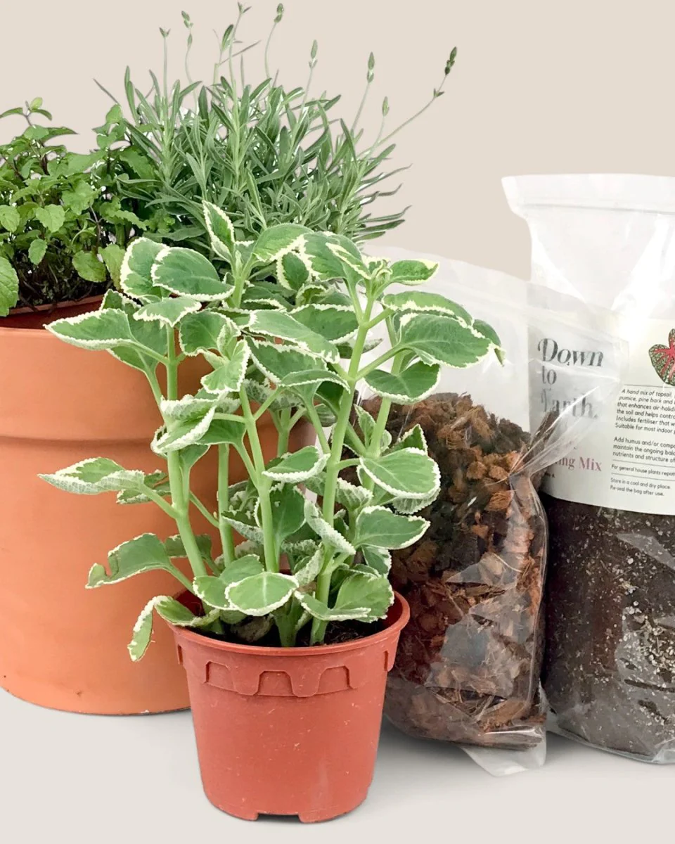 Herb Garden Starter Kit - Image 4