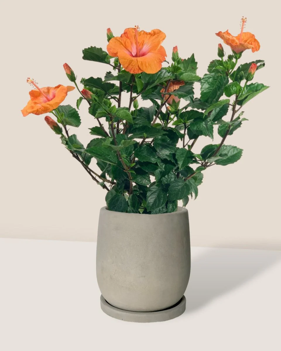 Hibiscus - Image 11