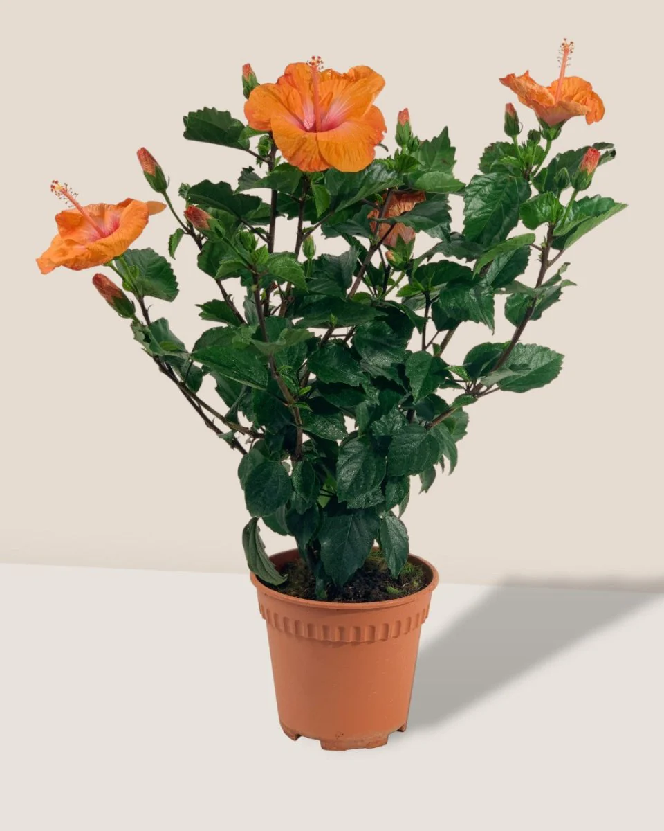 Hibiscus - Image 12