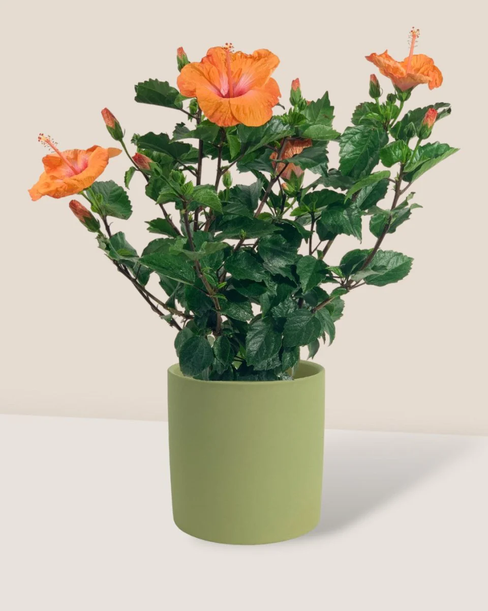 Hibiscus - Image 13