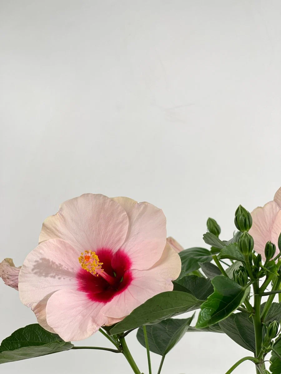 Hibiscus - Image 14