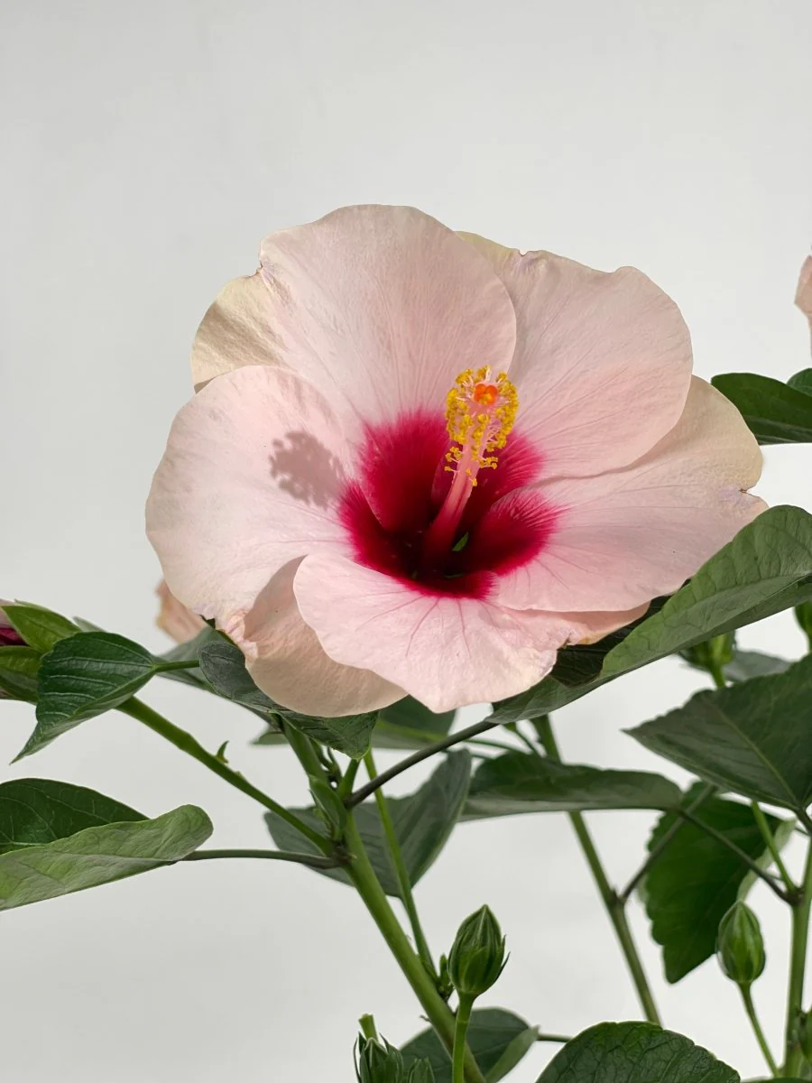 Hibiscus - Image 15