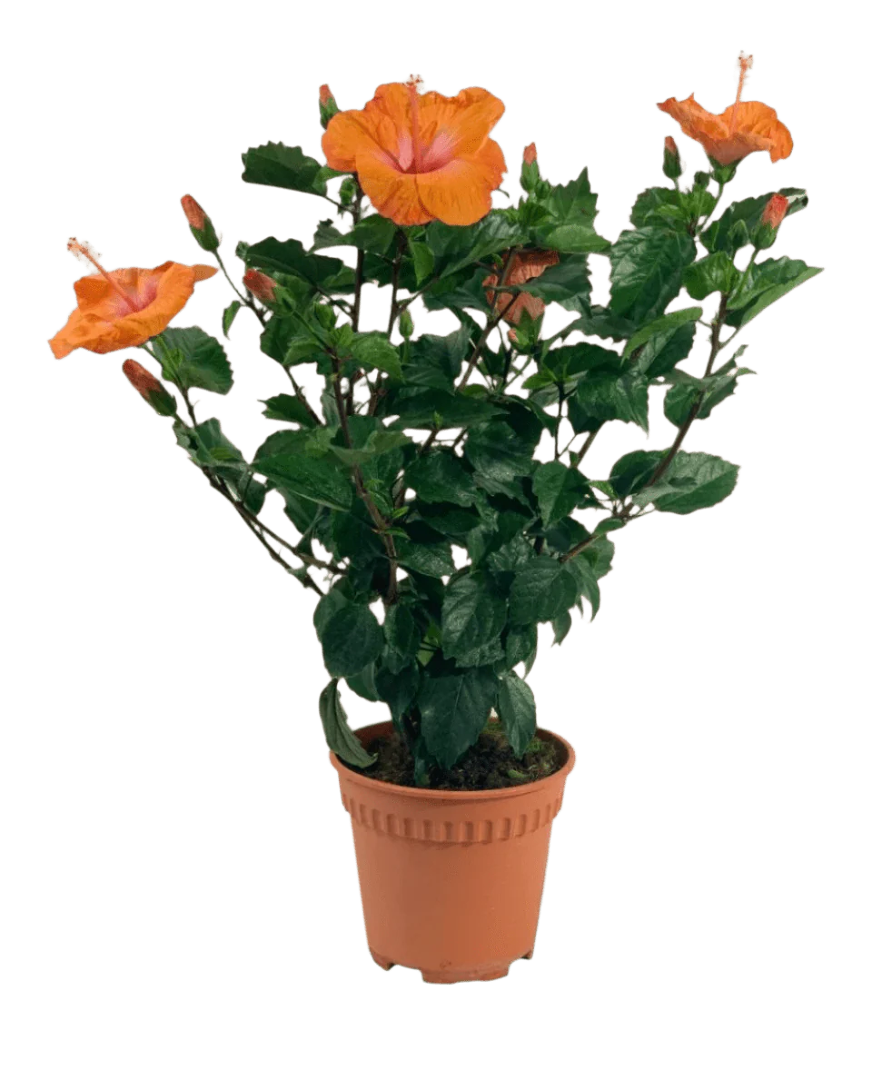 Hibiscus - Image 16