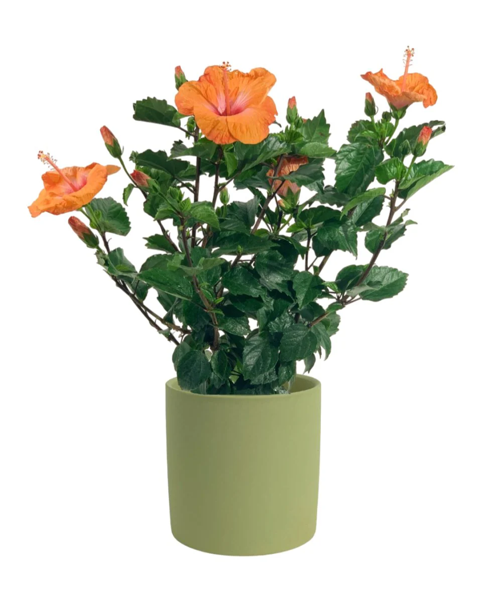 Hibiscus - Image 17