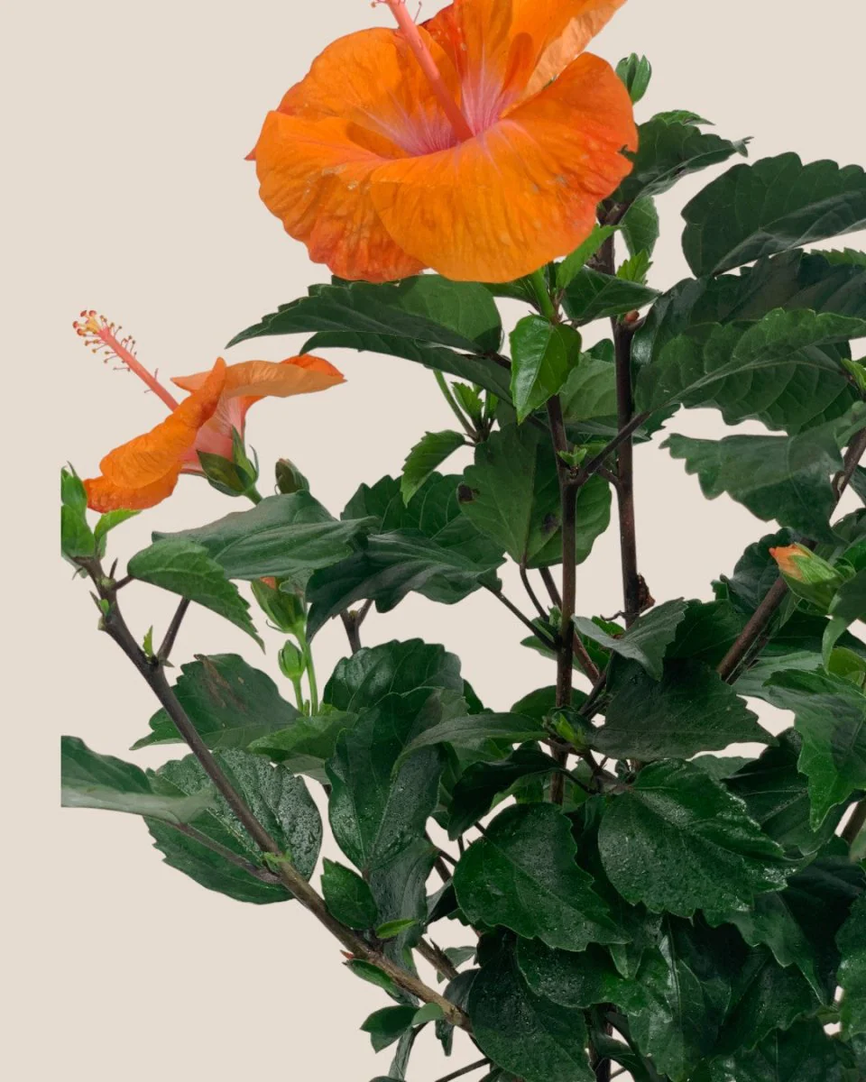 Hibiscus - Image 7