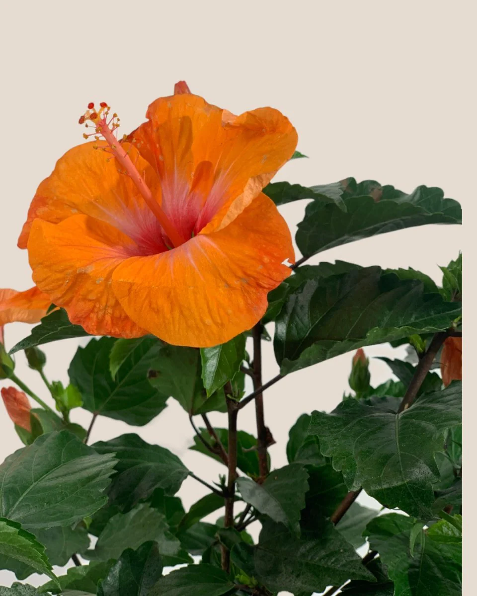 Hibiscus - Image 8