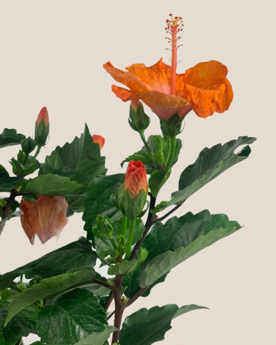 Hibiscus - Image 9