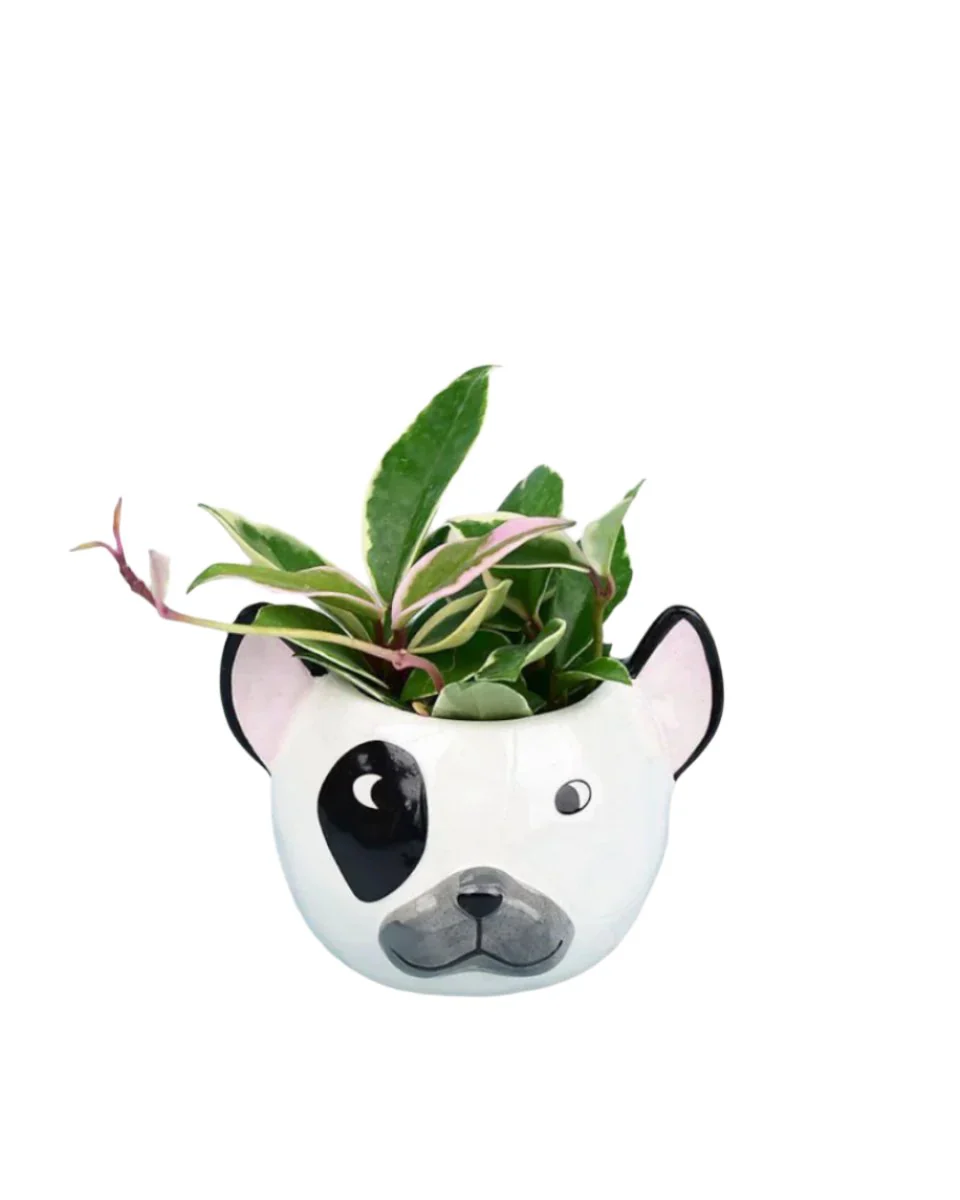 Hoya carnosa - small - Image 13