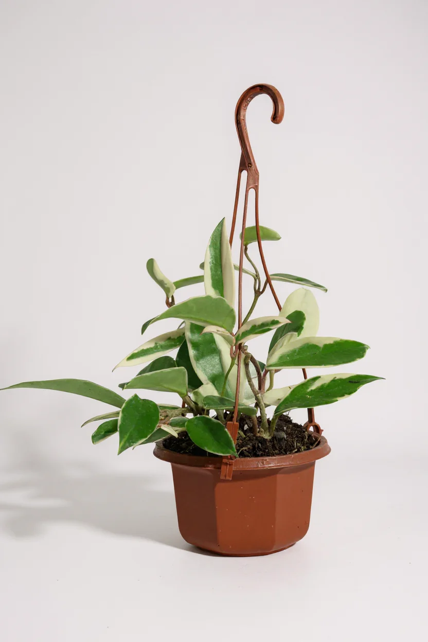 Hoya carnosa - small - Image 5
