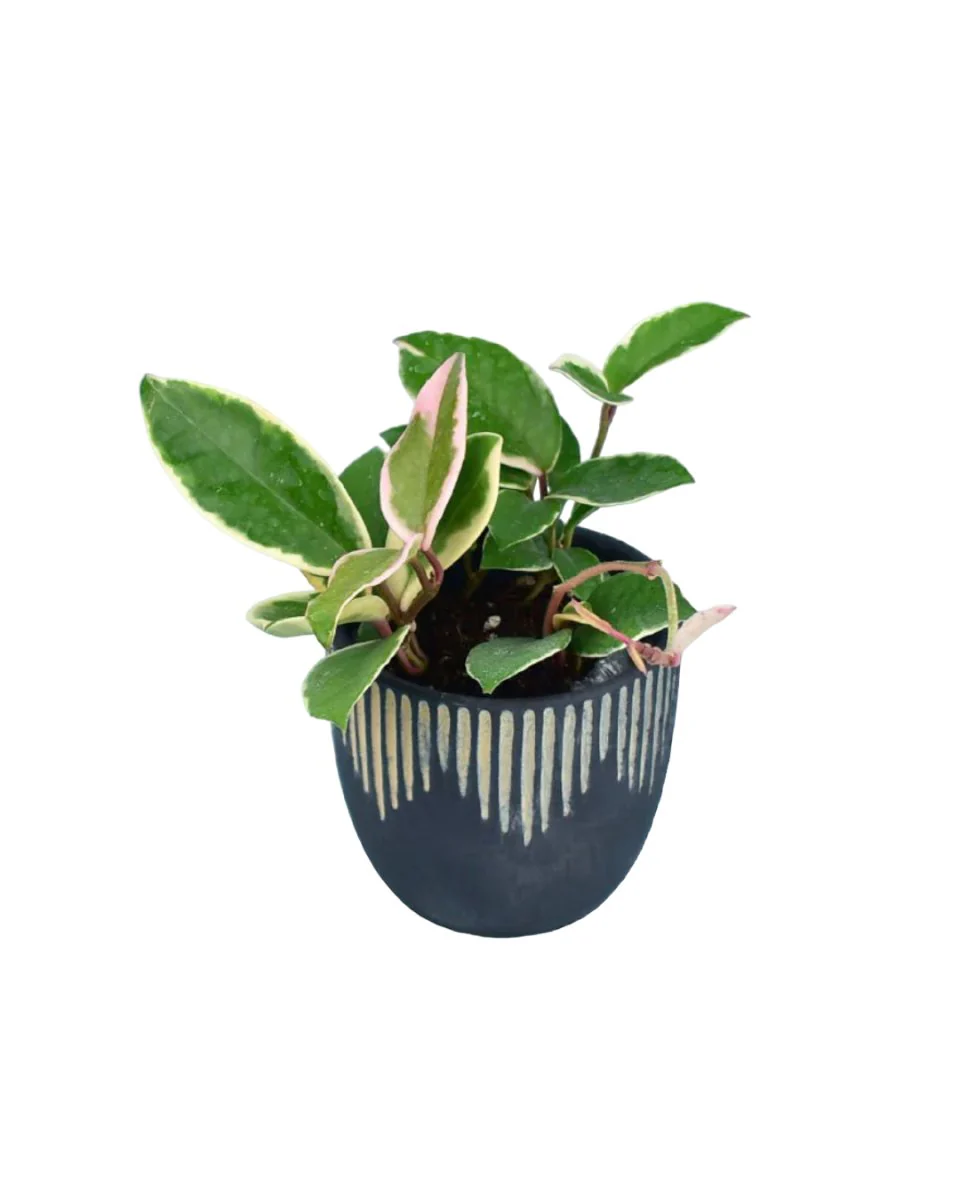 Hoya carnosa - small - Image 6