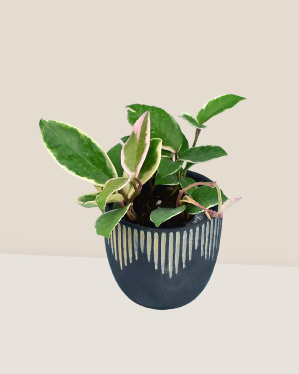 Hoya carnosa - small - Image 8