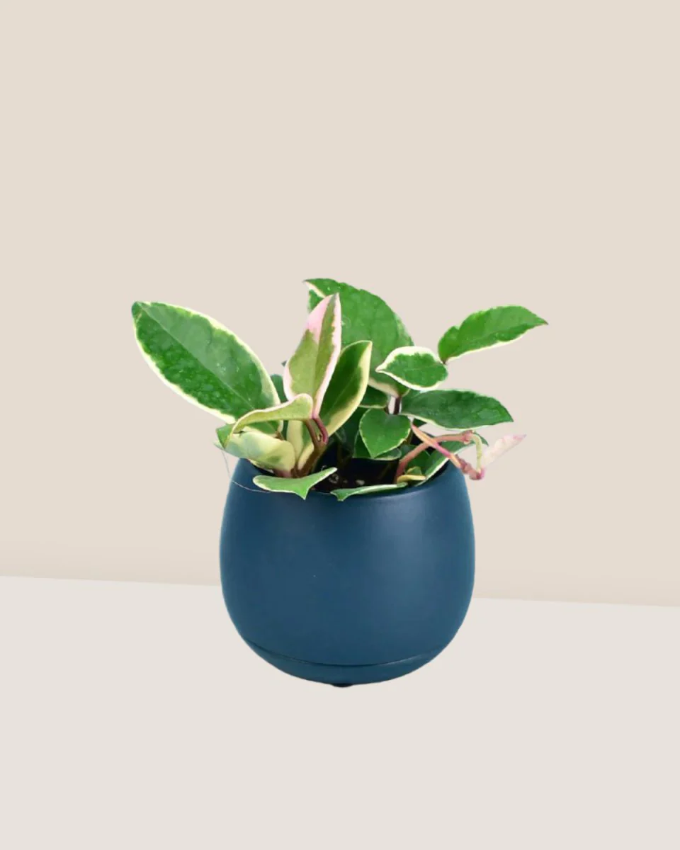 Hoya carnosa - small - Image 9
