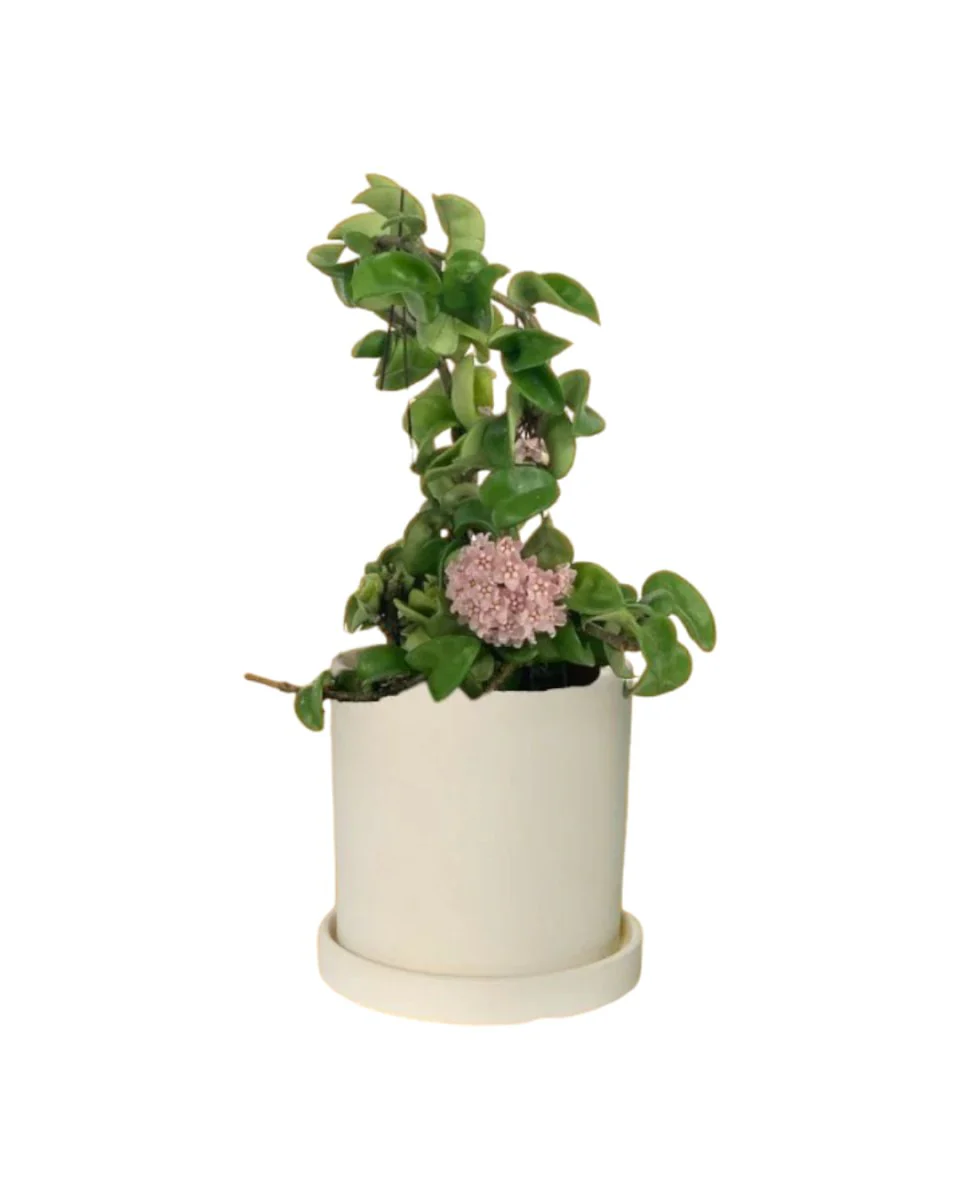 Hoya Curly - Small - Image 6
