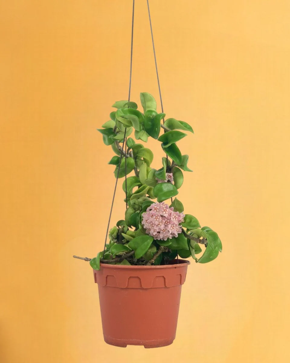 Hoya Curly - Medium - Image 10
