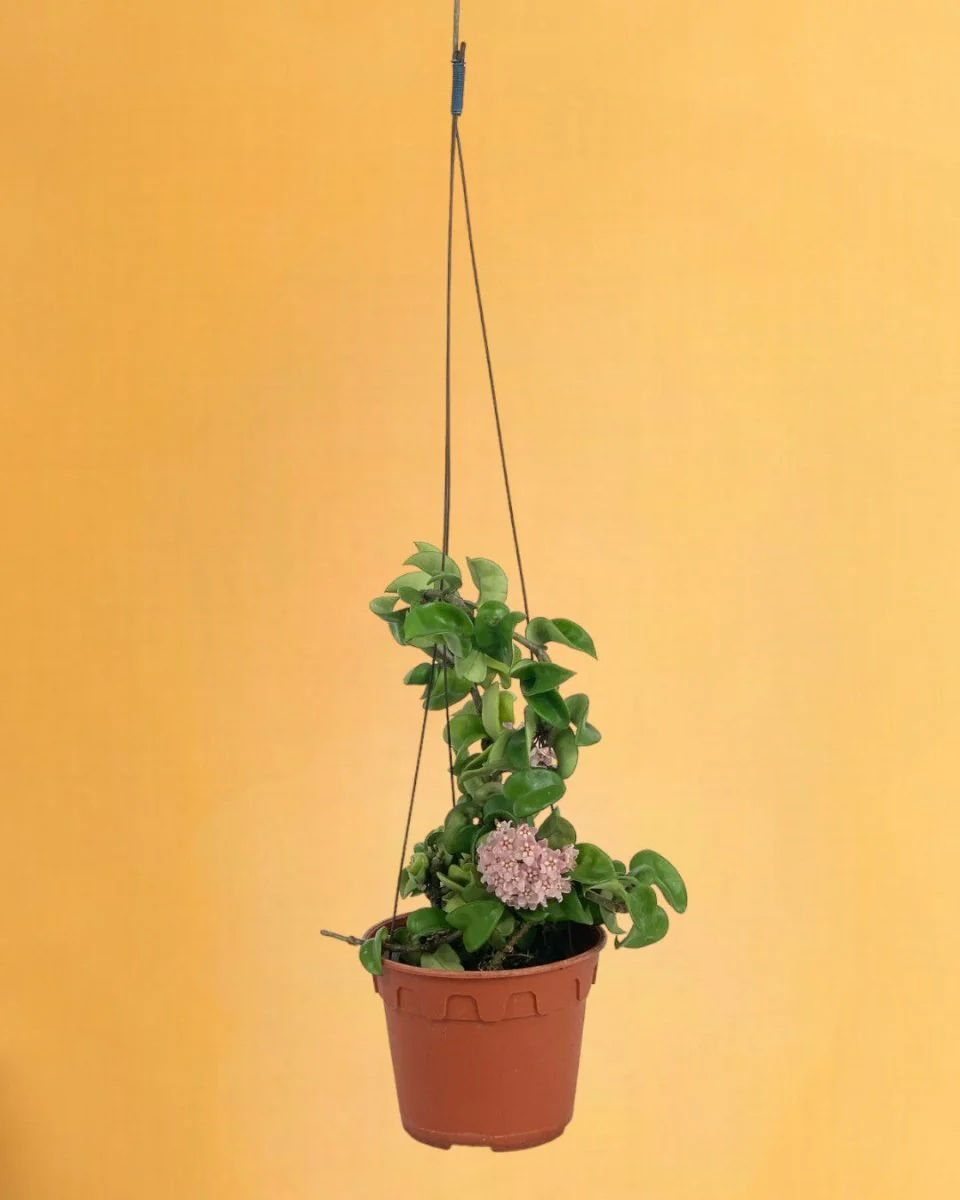 Hoya Curly - Medium - Image 11
