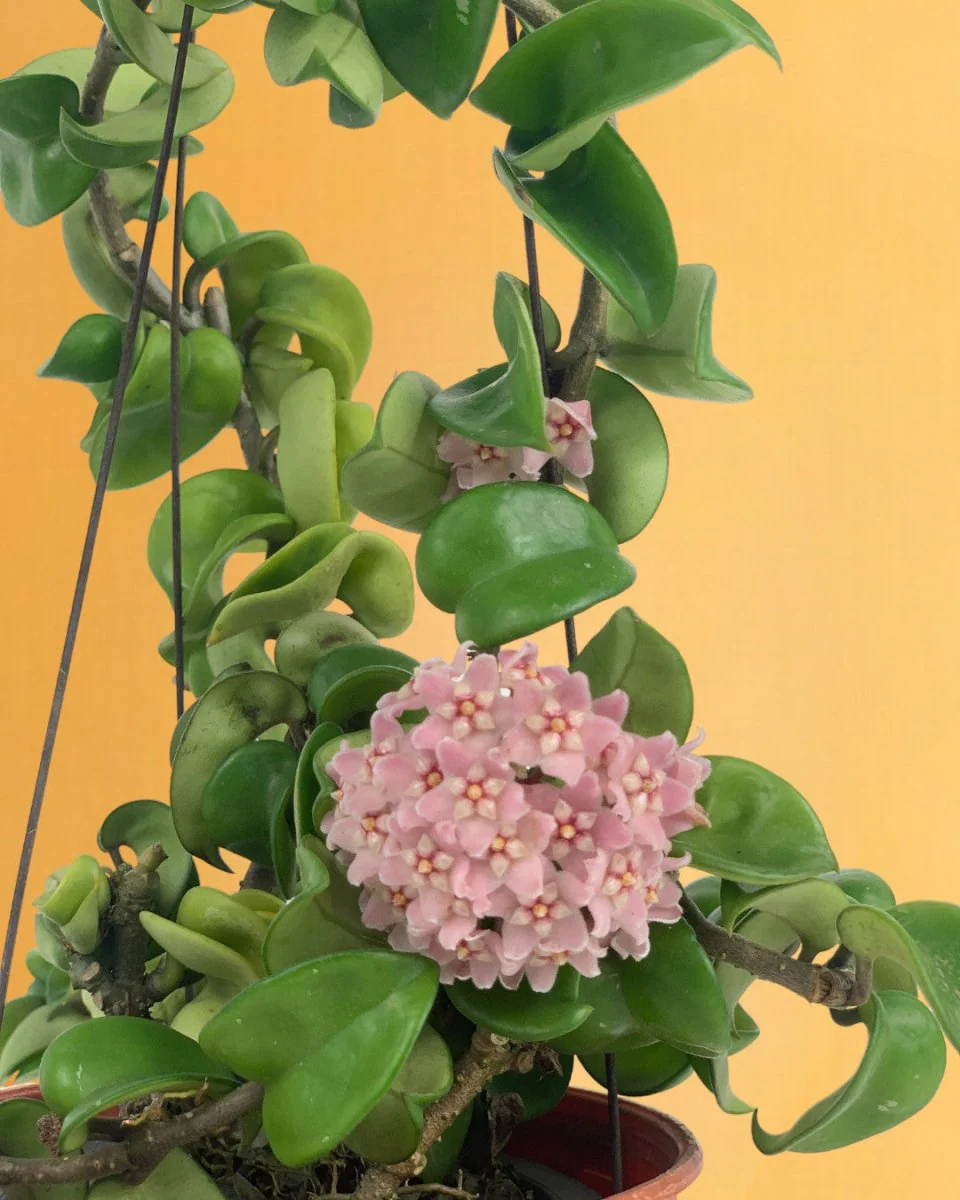 Hoya Curly - Medium - Image 12