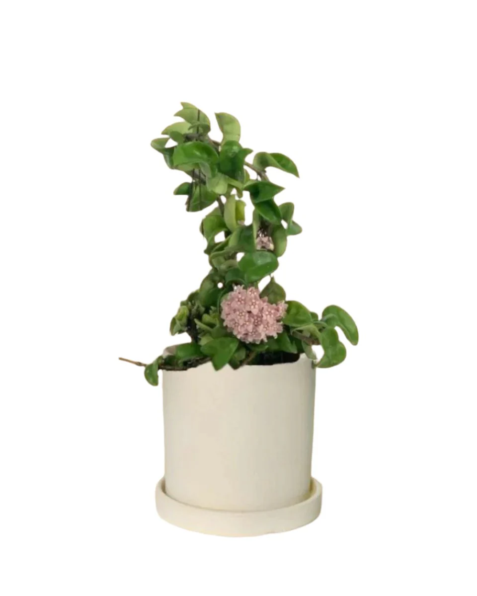 Hoya Curly - Medium - Image 13