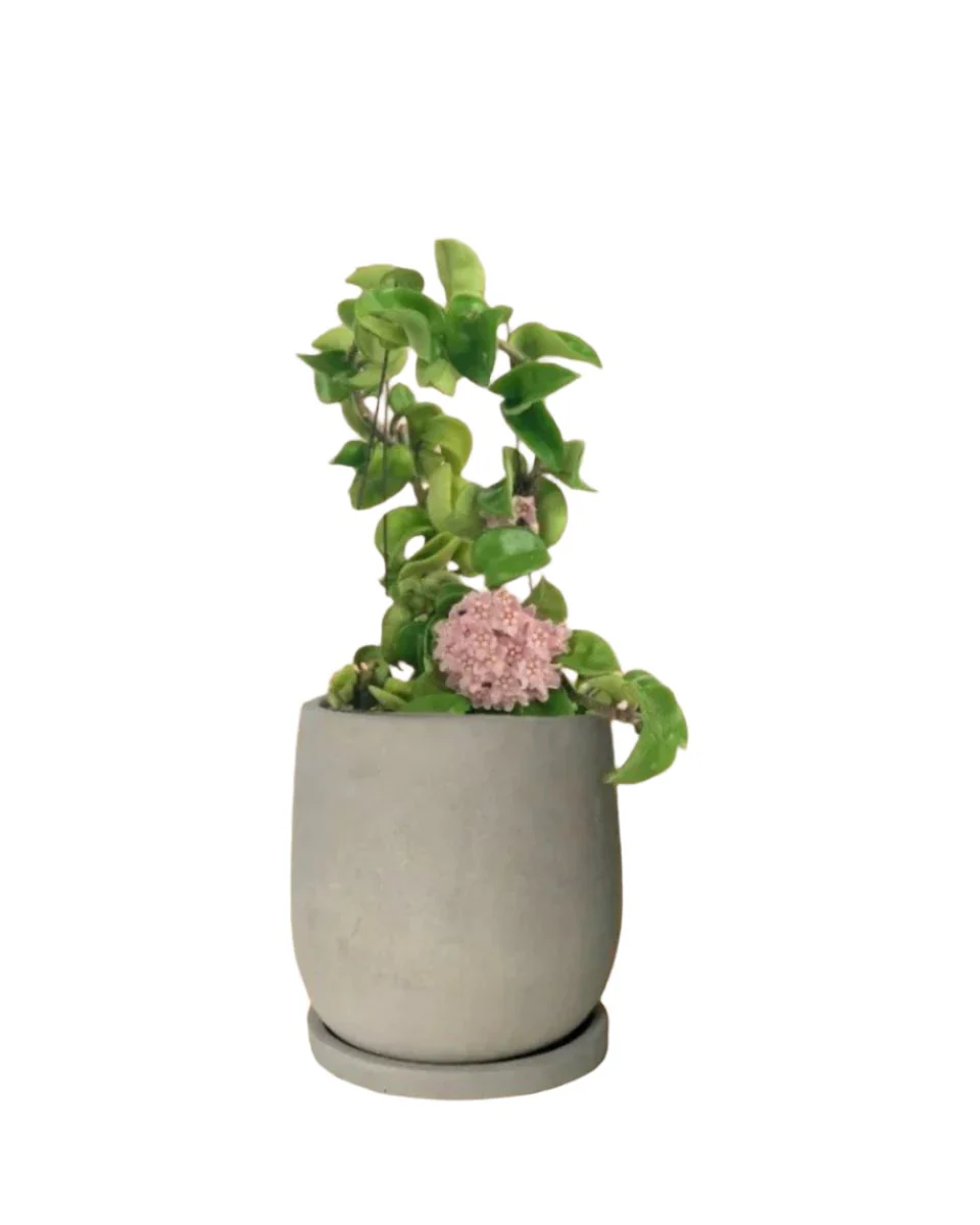 Hoya Curly - Medium - Image 14