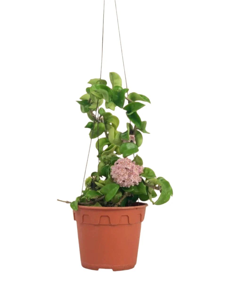 Hoya Curly - Medium - Image 15