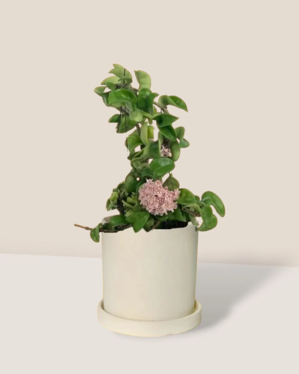 Hoya Curly - Small - Image 8