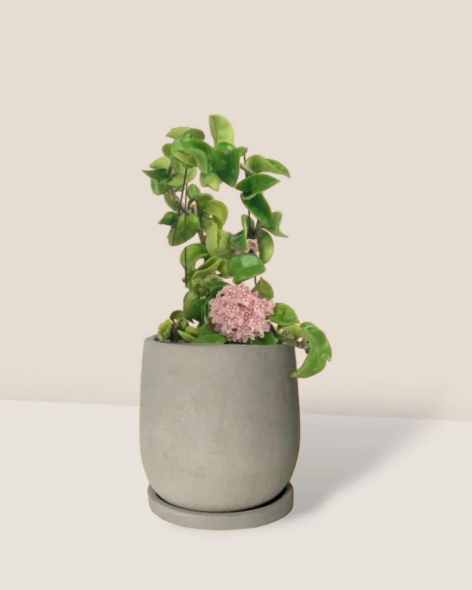 Hoya Curly - Small - Image 9