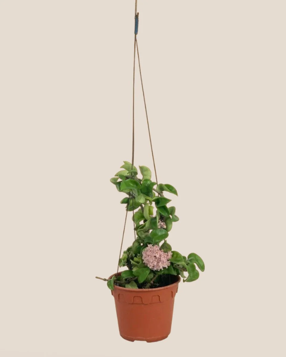 Hoya Curly - Medium - Image 5