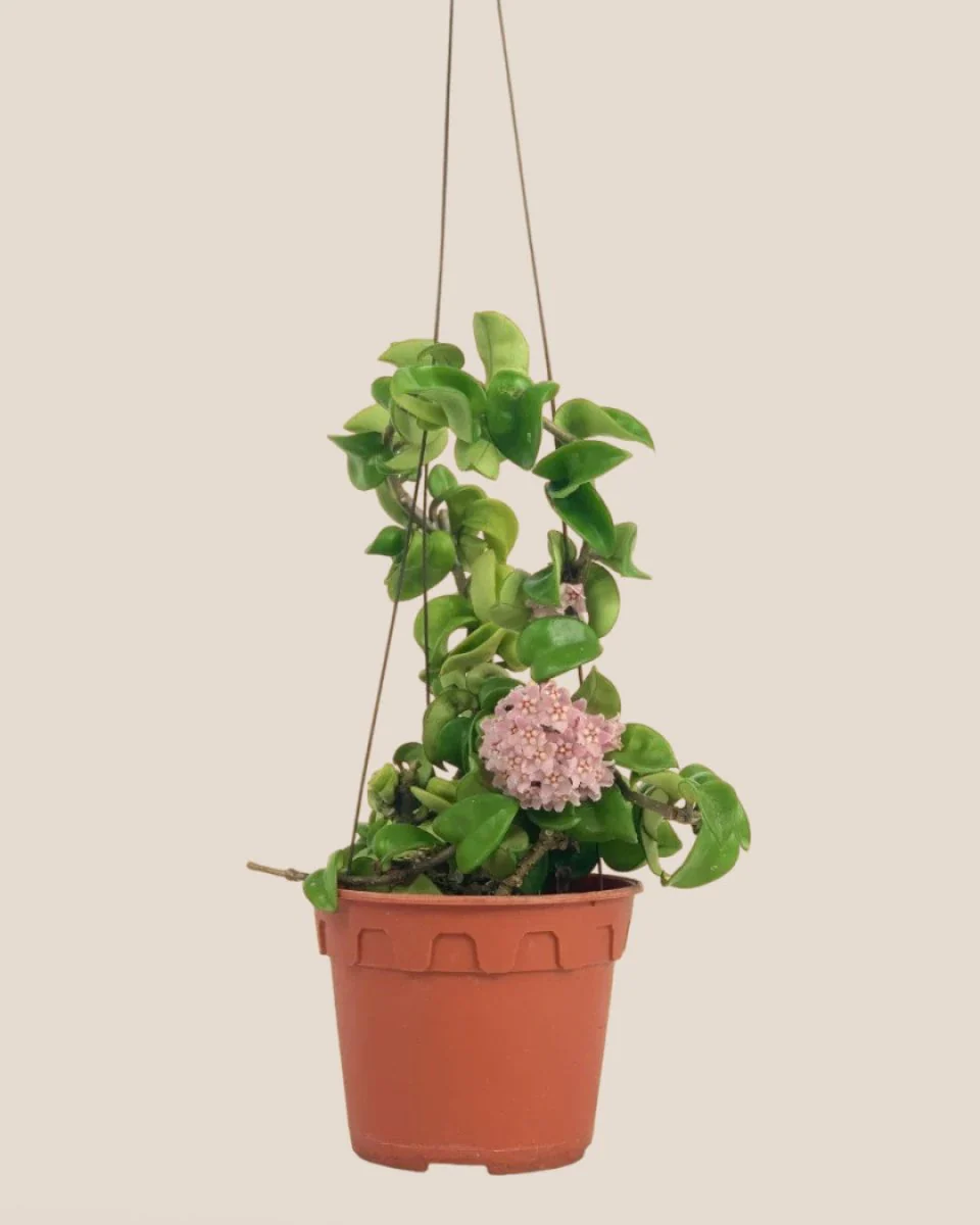 Hoya Curly - Medium - Image 6