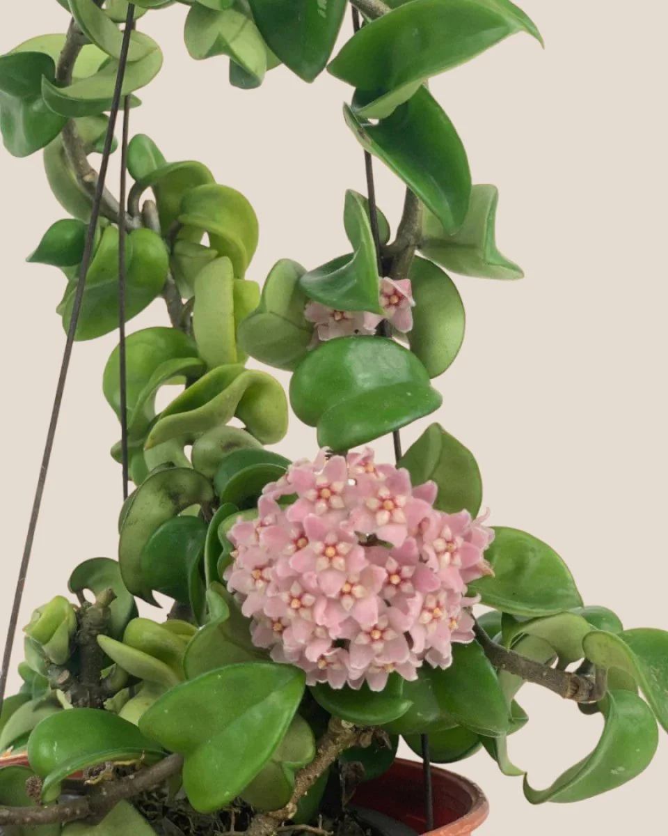 Hoya Curly - Medium - Image 7