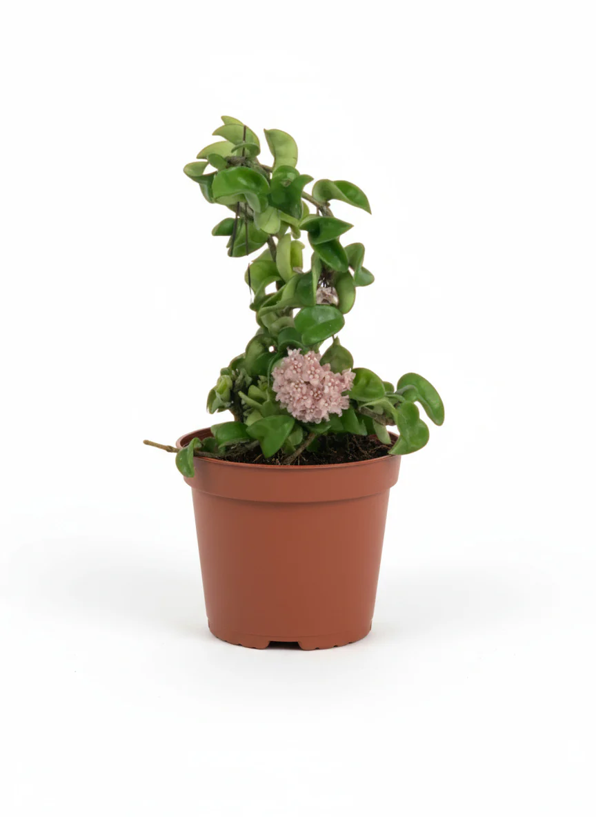 Hoya Curly - Small - Image 5