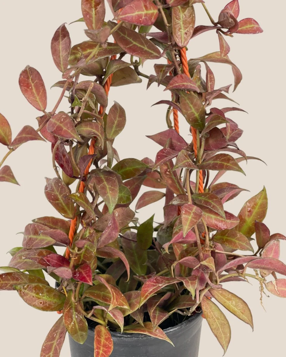 Hoya Sunrise Plant - Image 2