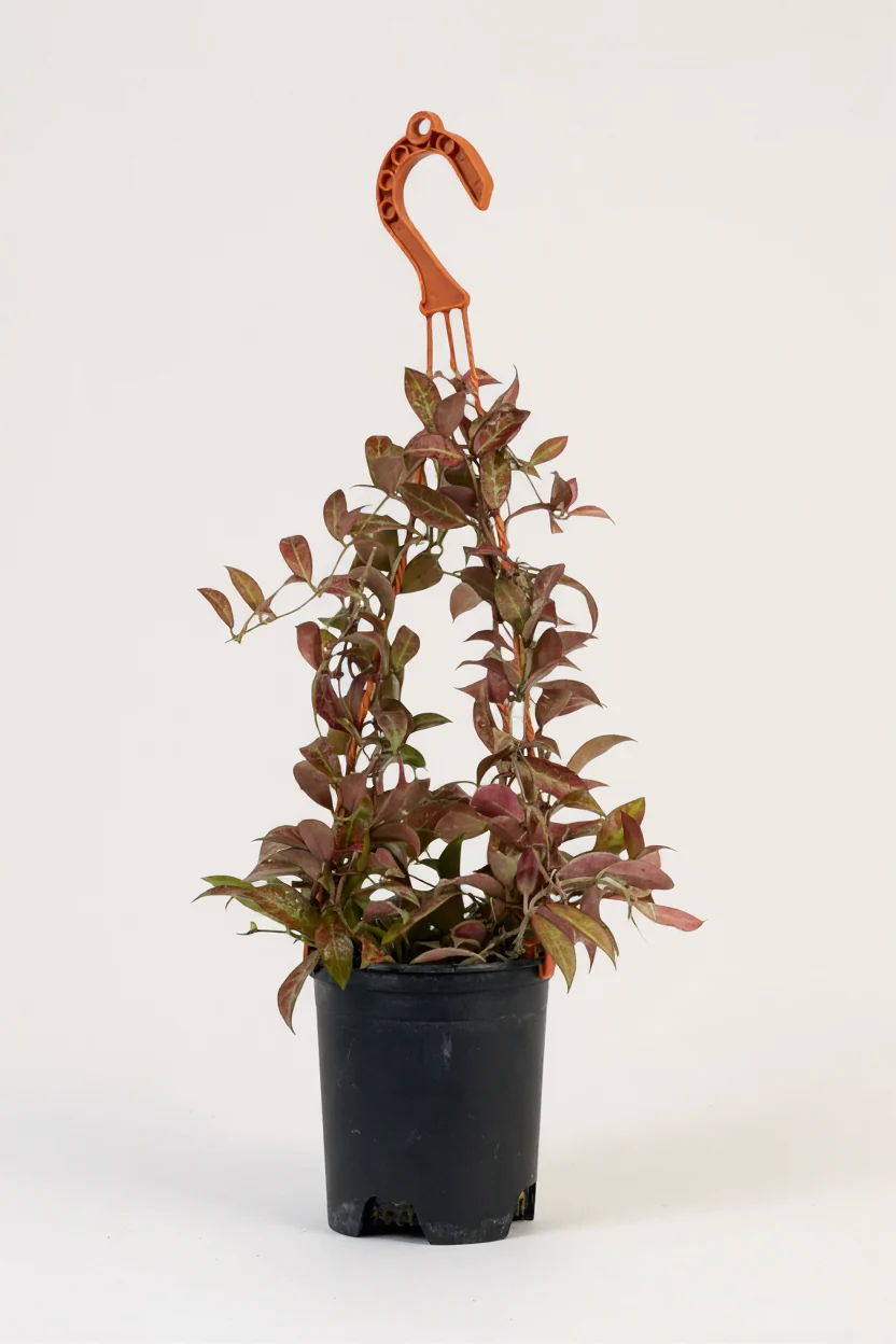 Hoya Sunrise Plant - Image 4