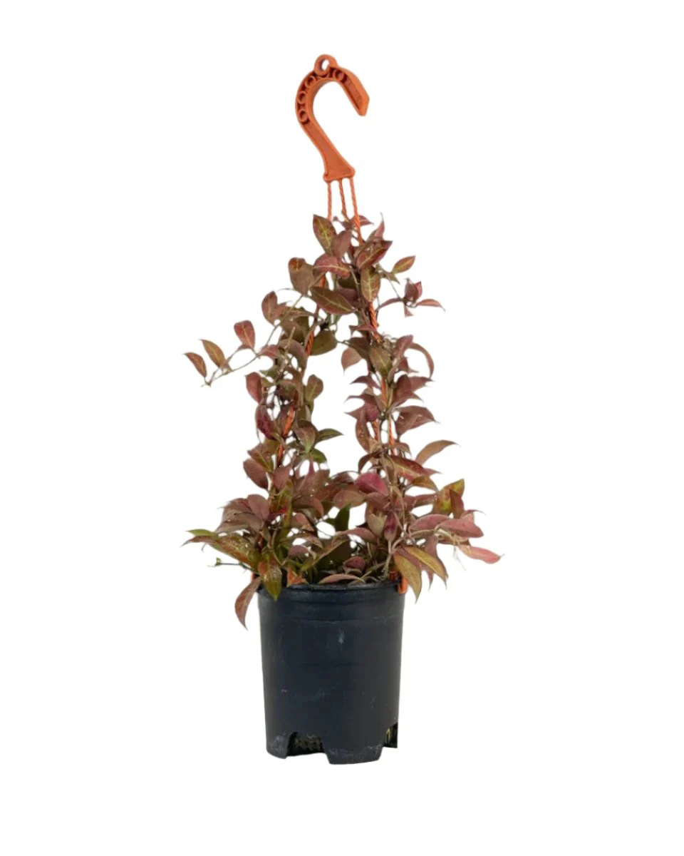 Hoya Sunrise Plant - Image 5