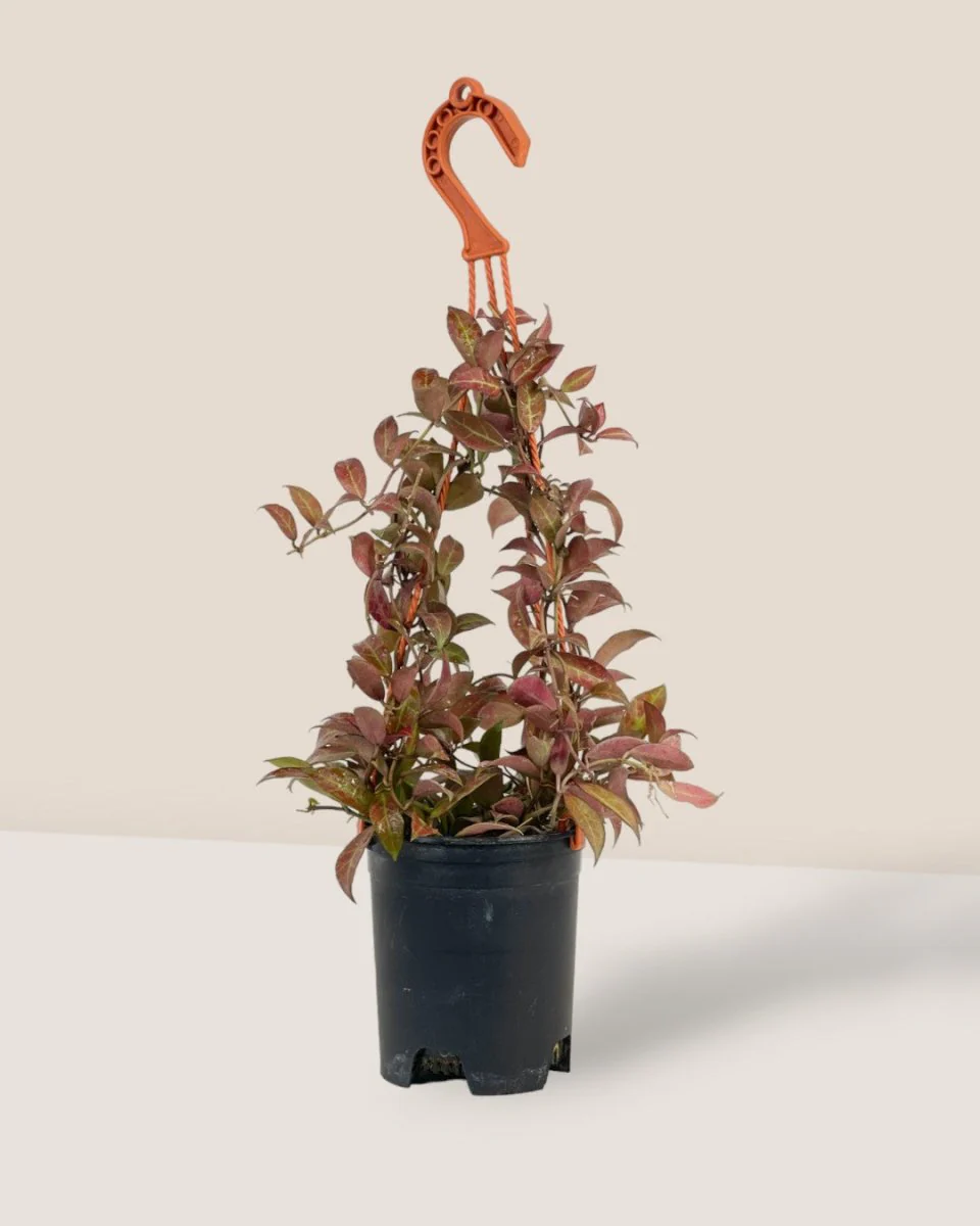 Hoya Sunrise Plant - Image 6