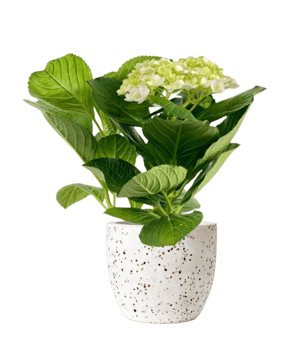 Hydrangea - Image 10