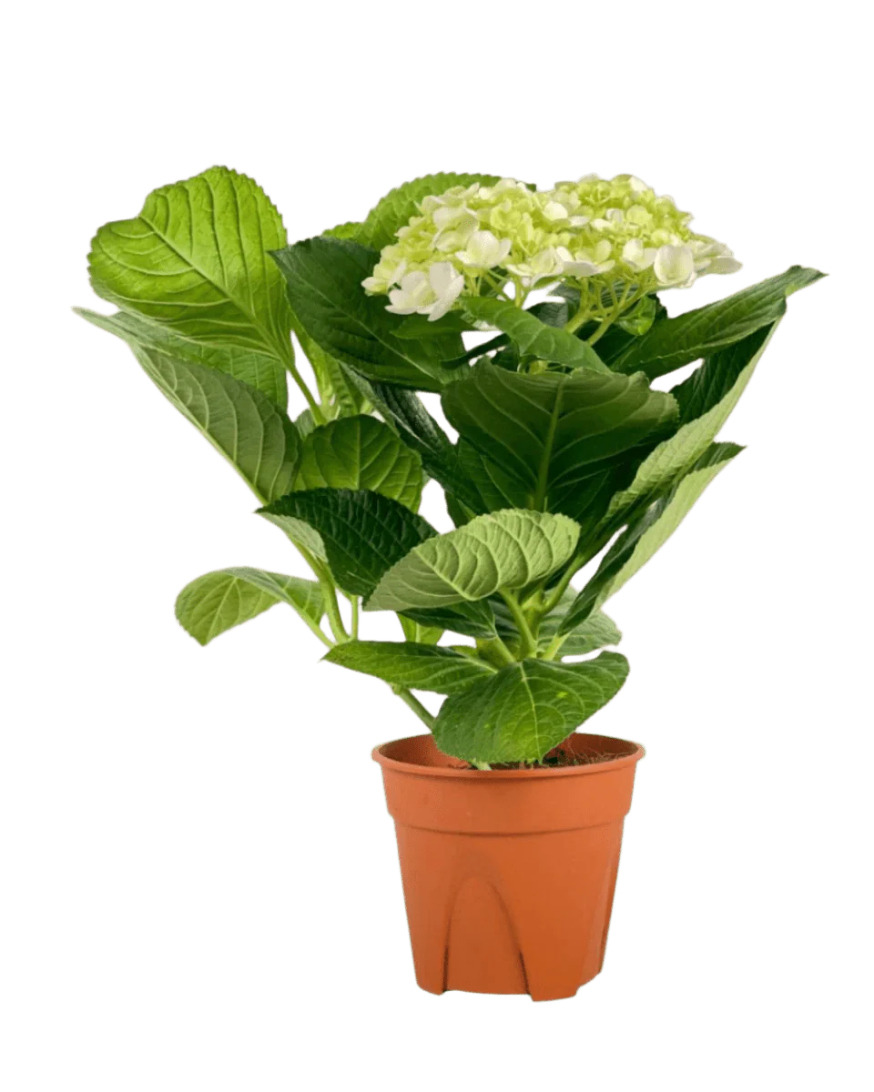 Hydrangea - Image 11