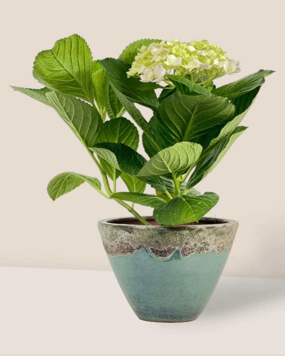 Hydrangea - Image 3