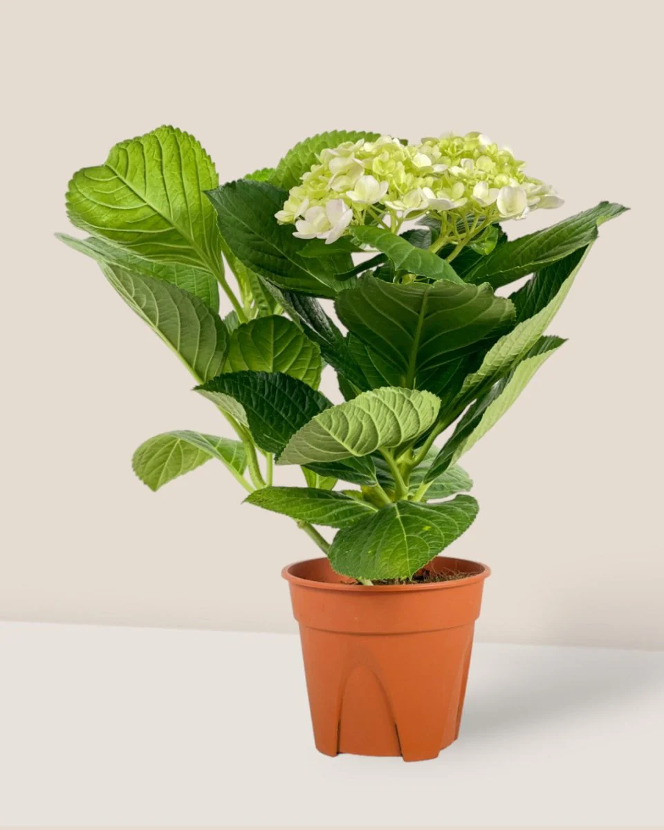 Hydrangea - Image 6