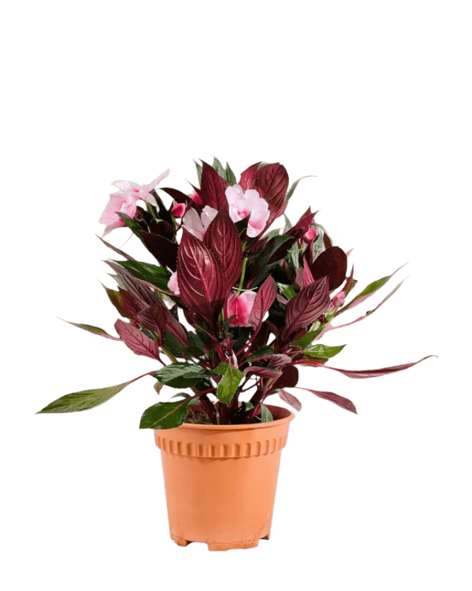 Impatiens Balsamina - Image 10