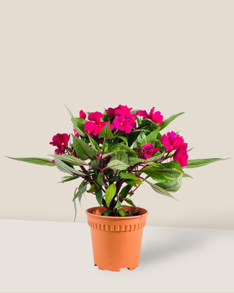 Impatiens Balsamina - Image 3