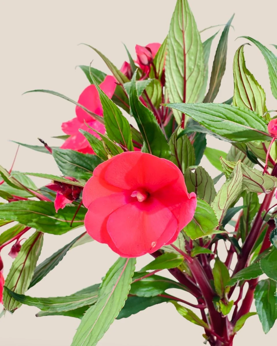 Impatiens Balsamina - Image 4