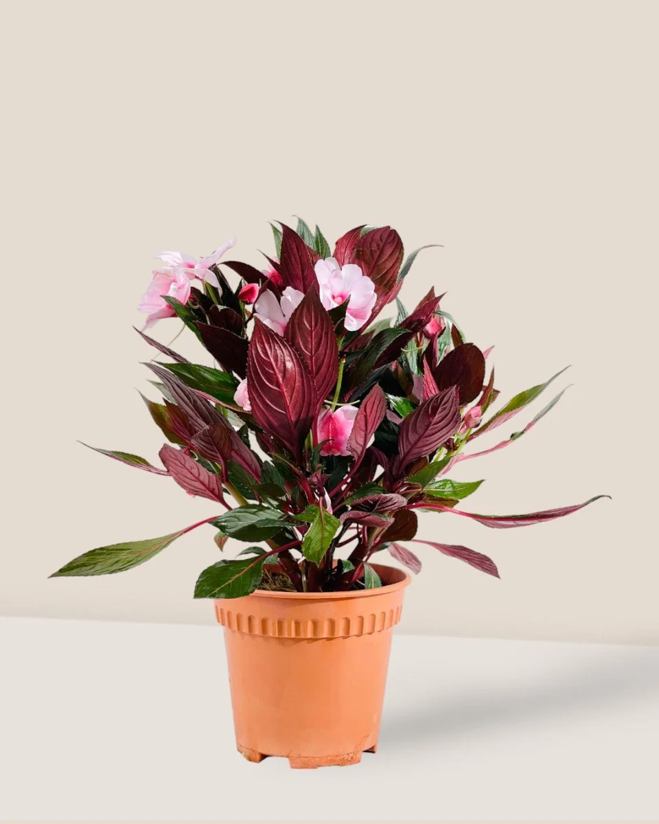 Impatiens Balsamina - Image 5
