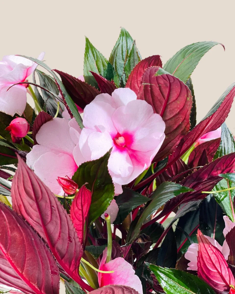 Impatiens Balsamina - Image 6