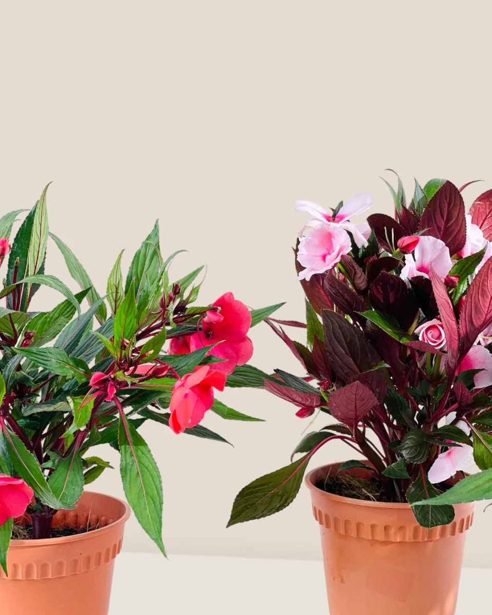 Impatiens Balsamina - Image 7