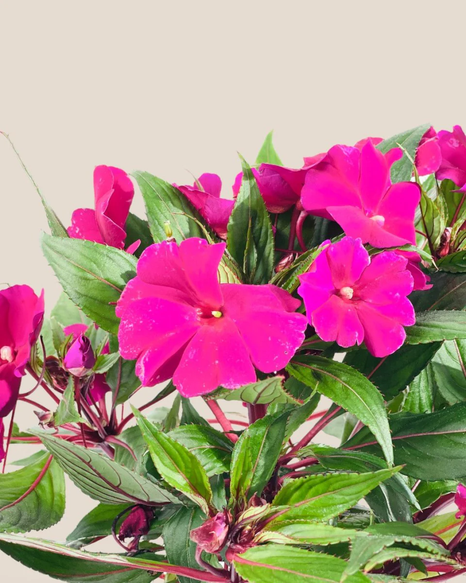 Impatiens Balsamina - Image 8