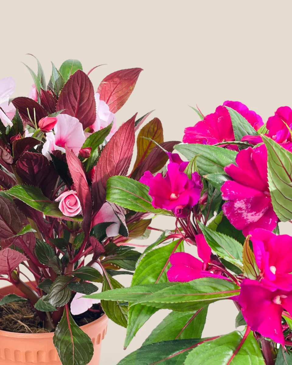 Impatiens Balsamina - Image 9